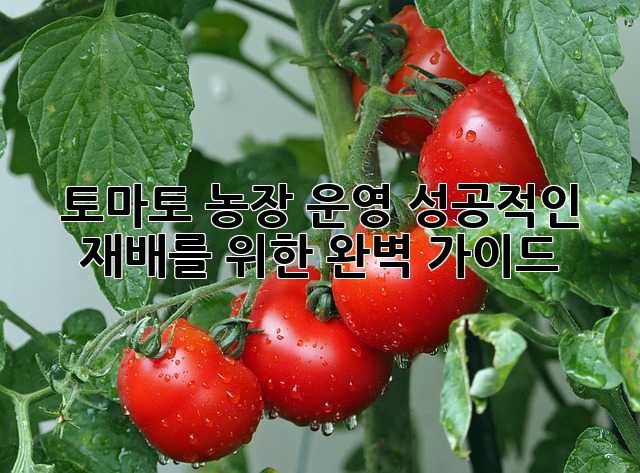 토마토 농장 운영: 성공적인 재배를 위한 완벽 가이드